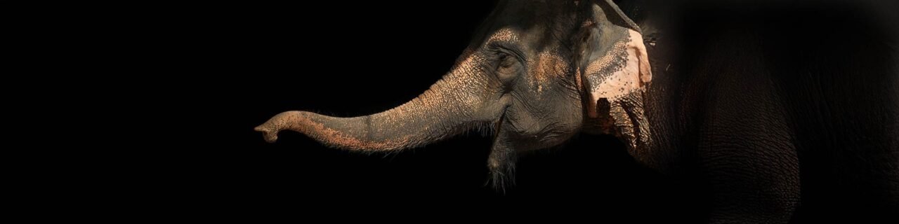 Elephant Trunk Inspires Universal Robot Gripper