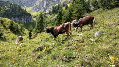 Extensive Grazing: Crucial for One-Third of Europe’s Protected Habitats | Press Releases