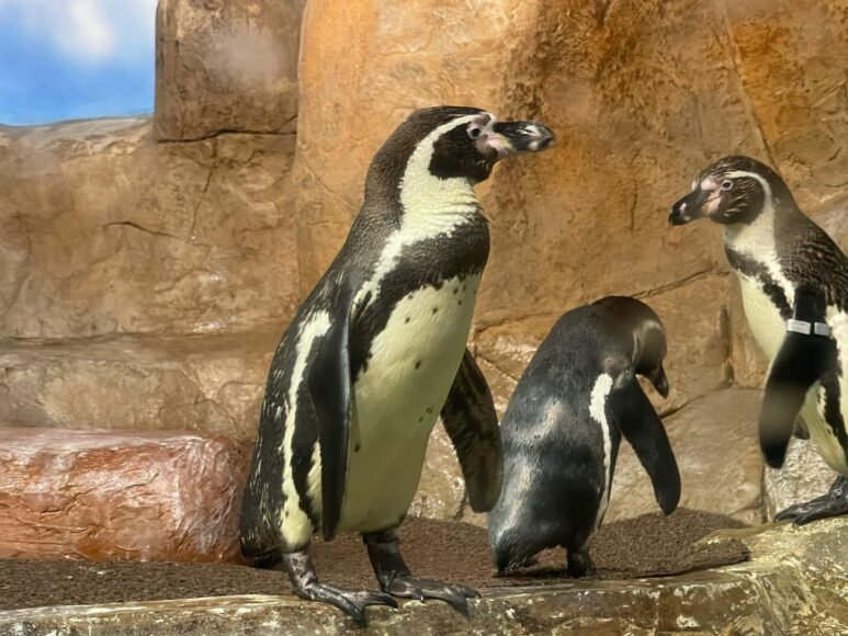 Laziness Accelerates Aging: Penguins as Evidence