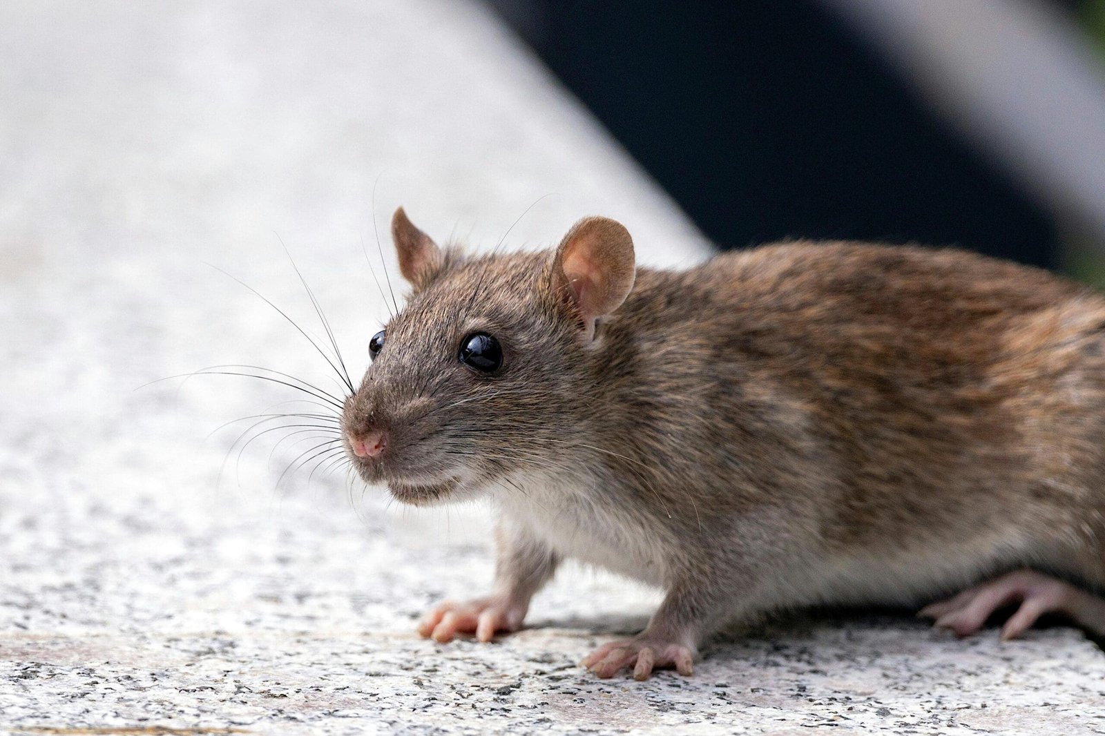 Monument Honoring Hero Rat Unveiled
