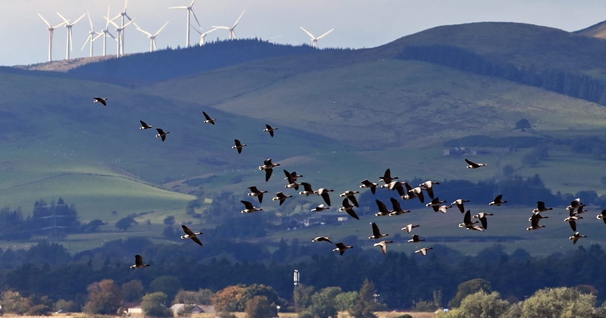 UK Remains Open to Chinese Tech After Halting Major Wind Project