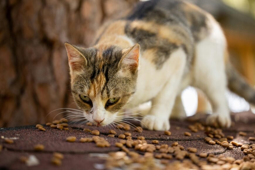 What Should I Feed My Cat?