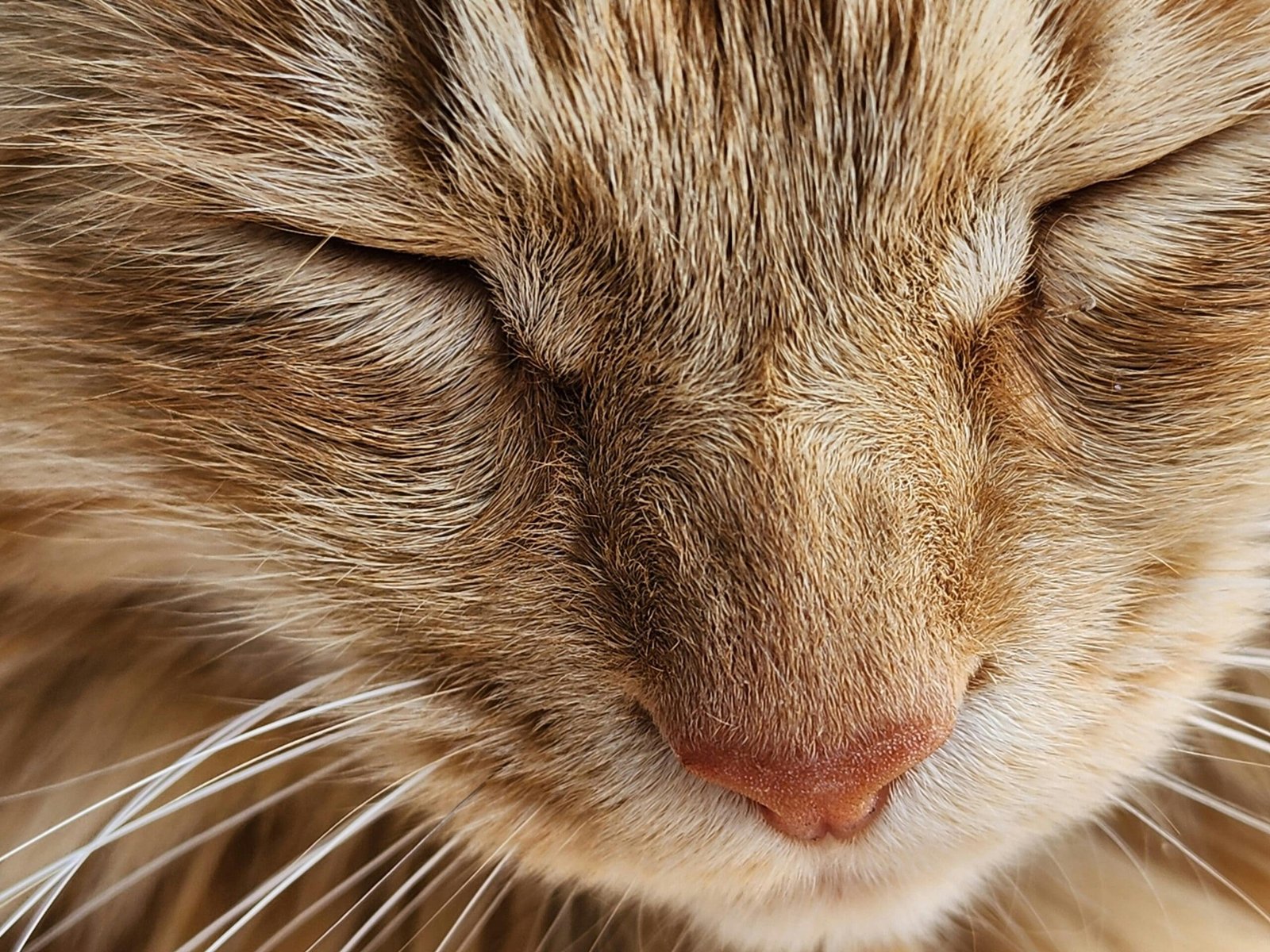 When Do Cats Reach Maturity?