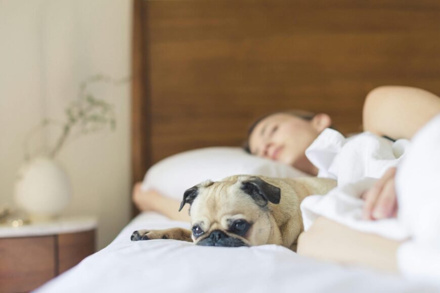 8 Reasons Your Dog Sneaks Into Your Bed at Night
