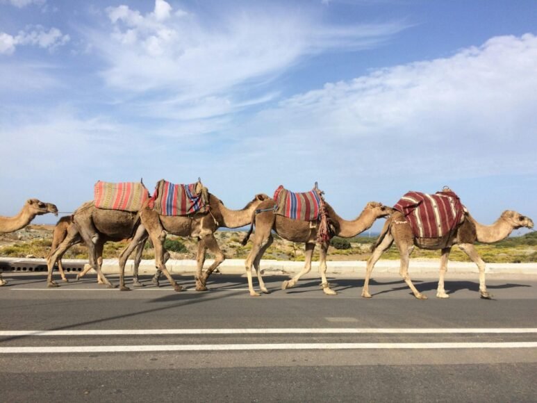 Camels and Humans: 4000 Years of Partnership