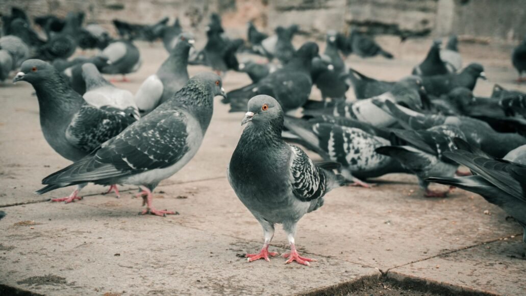 Rock Doves
