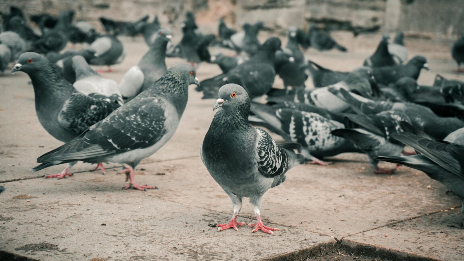 Rock Doves