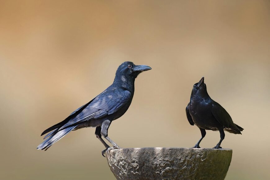 World Amazed by New Crow Discovery