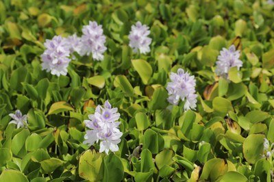 EU Advances in Combatting Invasive Alien Species, Yet Spread Persists | Press Releases