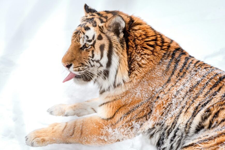 Putin Presents Kazakhstan with Four Tigers