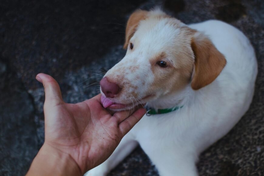 Reasons Your Dog Licks You When You Pet Them