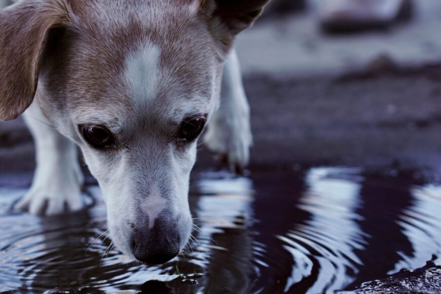 The Science of How Dogs Drink Water: Exploring the Unique Process