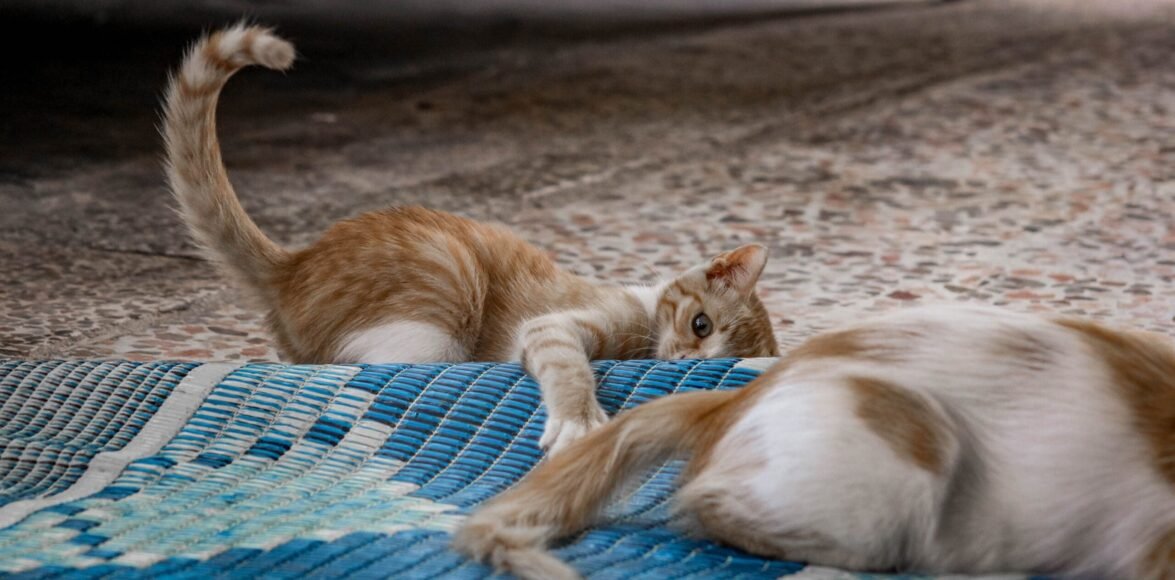 Why Do Cats Rub Their Faces on Corners?