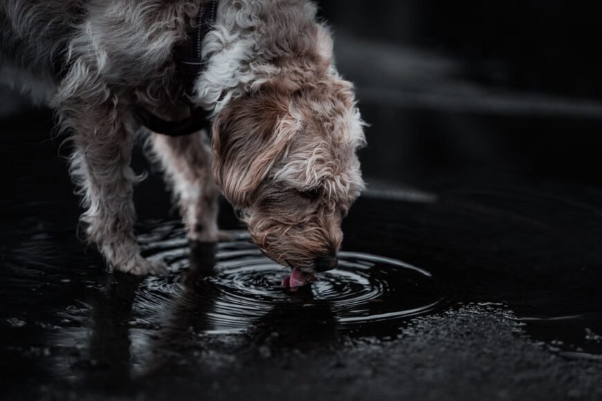 10 Indicators of a Healthy Dog