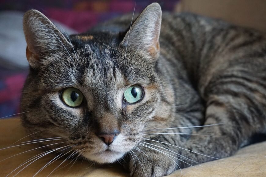 Cat Used to Smuggle Drugs Caught in Russian Prison