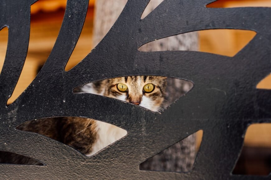 Cats Utilized as Living Torches for Arson