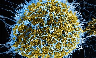 Ebola Outbreak in the Democratic Republic of the Congo and Uganda