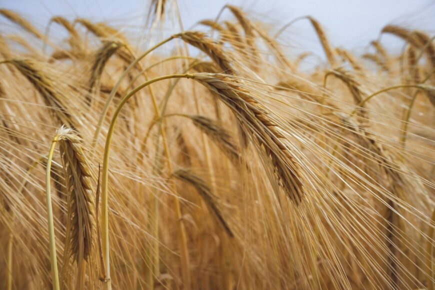 EU Boosts Soft Wheat and Barley Exports, Cuts Corn Imports