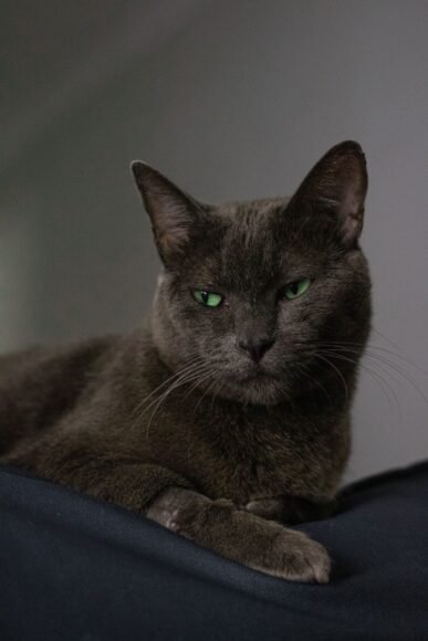 Feline Instinct: Can Cats Discern Between Good and Bad People?