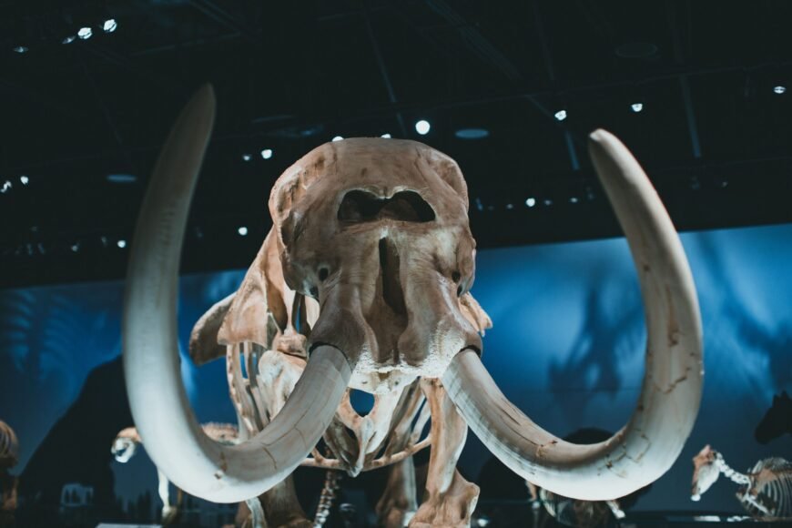 Giant Mammoth Emerges from Danube River