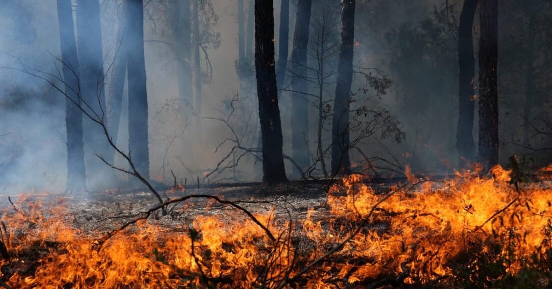 Record-breaking Wildfires Scorch Nearly 100,000 Hectares in France, Interior Minister Reports