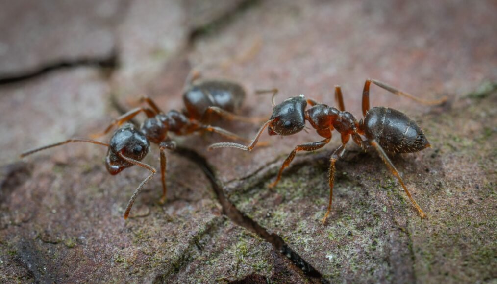 Restaurant Owner Sentenced to One Year for Serving Ant-Infested Dessert
