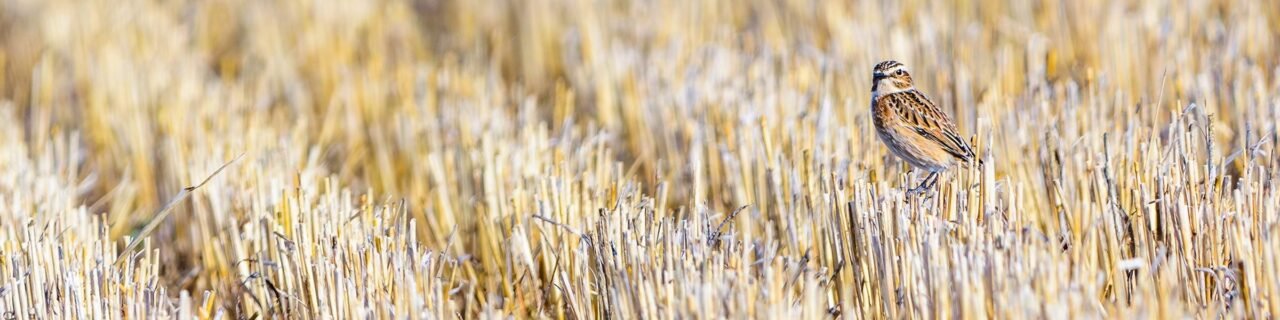 Satellites Aid in Planning for Europe’s Vanishing Farmland Birds’ Future