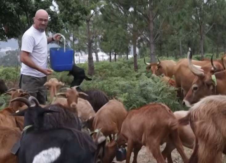 Spain Reintroduces Goats and Cows to Mountains as Traditional Fire Prevention Strategy