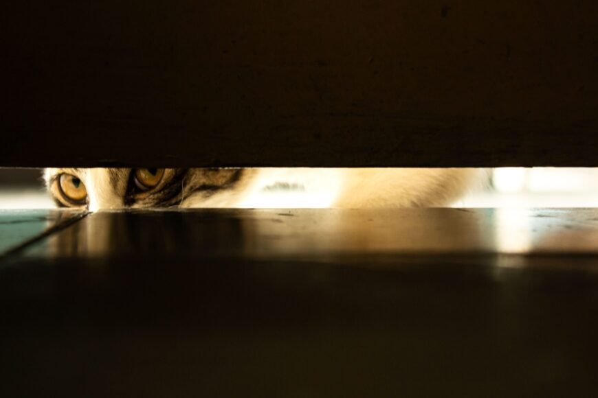 The CIA’s Spy Cat: The Most Expensive Failure of the Cold War