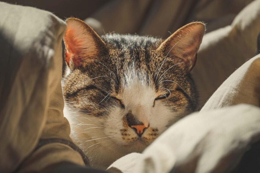 The Reason Cats Sleep Extensively