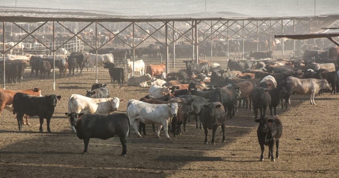 Trump Administration Rejects UN Farm Declaration Due to Gender References