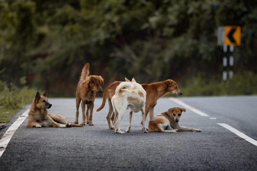Turkey Relocates 1 Million Stray Dogs from Urban Areas