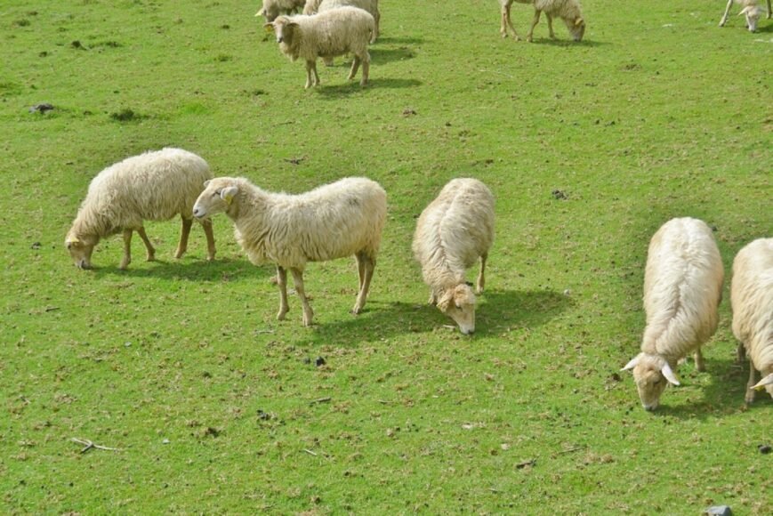 Volkswagen Replaces Lawnmowers with 100 Sheep at Polish Solar Park