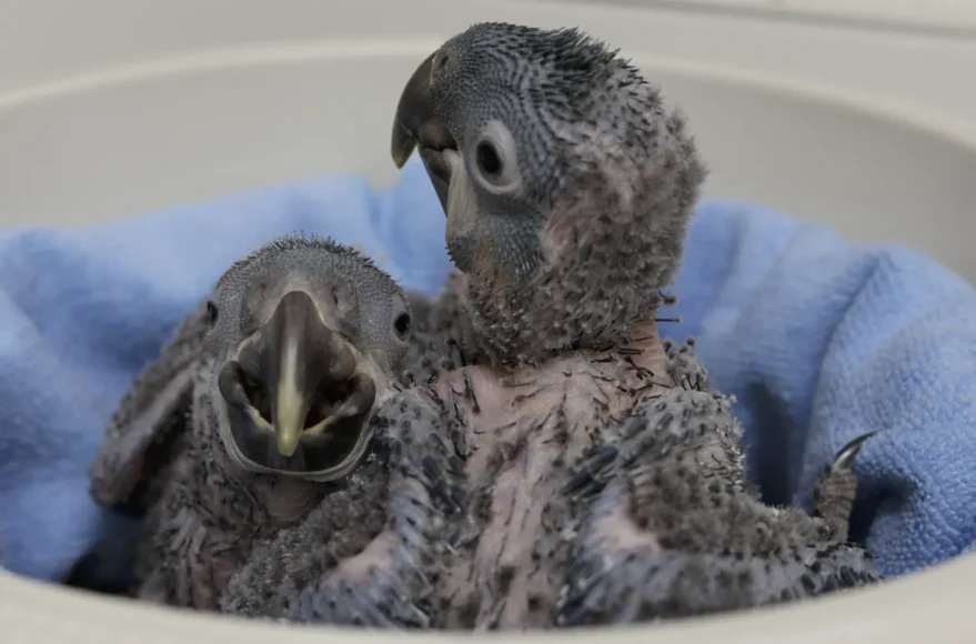 A Major Milestone for Belgian Animal Park
