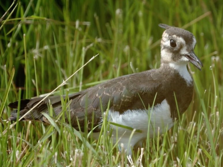 Belgian Zoo Provides Sanctuary for Endangered Bird Species