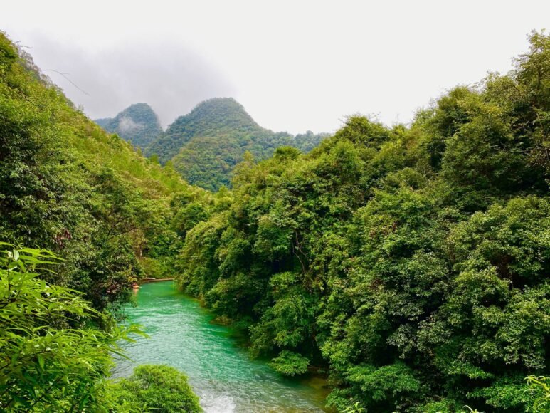 China Plants 78 Billion Trees: A Warning of Danger