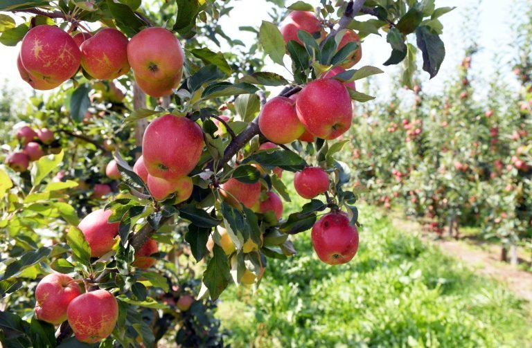 EU Unveils New Geographical Indications