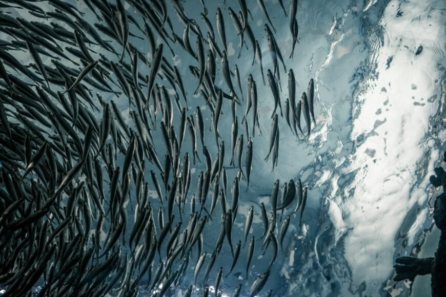 Iceland Centers Fisheries in EU Referendum