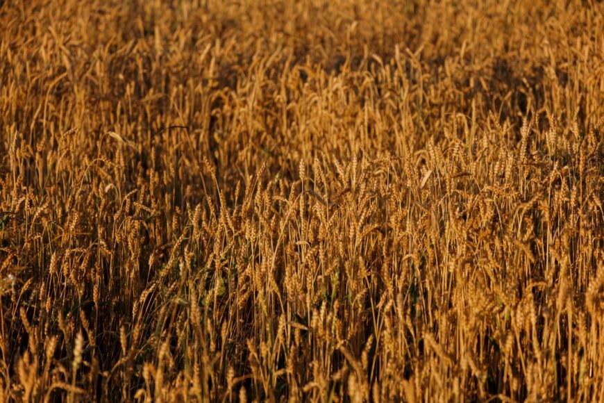 Profitability Threshold of Wheat in Ukraine