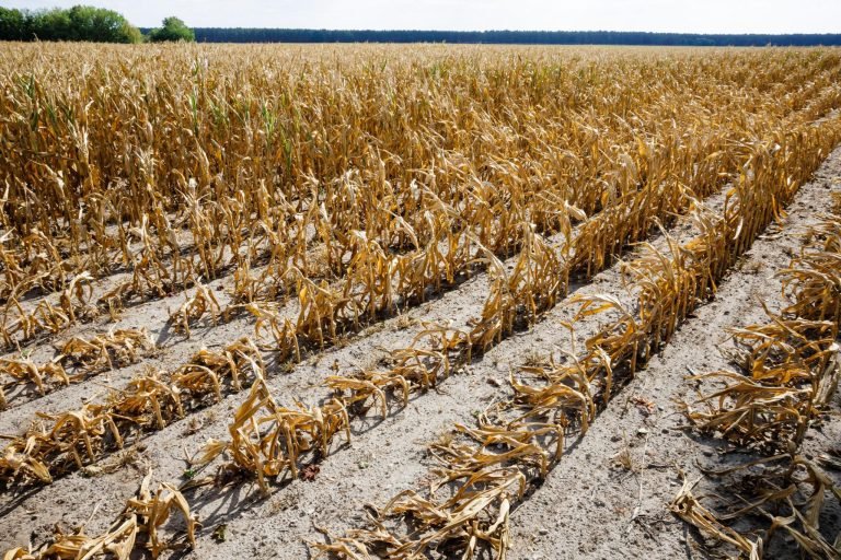 Report Warns Heatwaves Threaten European Crops