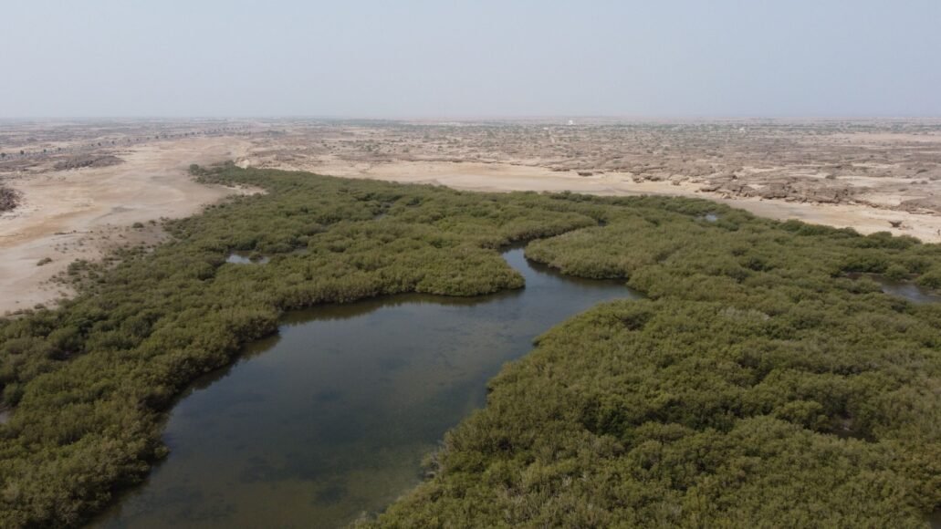 Saudi Arabia’s Large-Scale Environmental Program