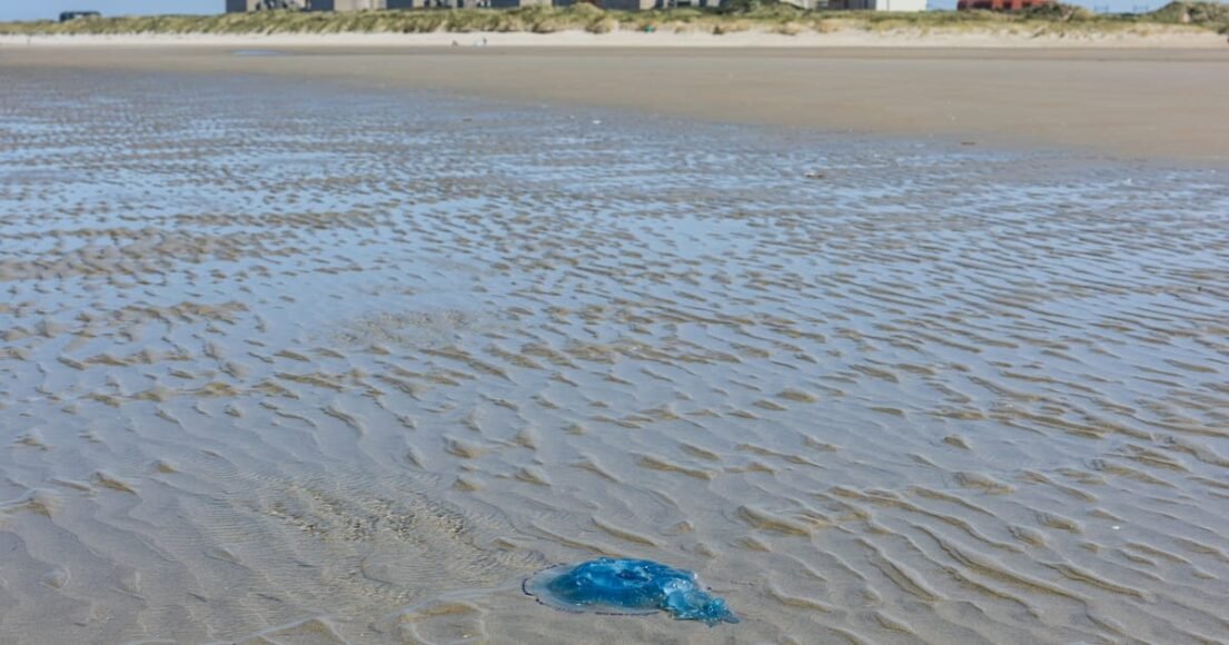 Swarming Jellyfish Overrun French Nuclear Plant on Same Date Two Years in a Row