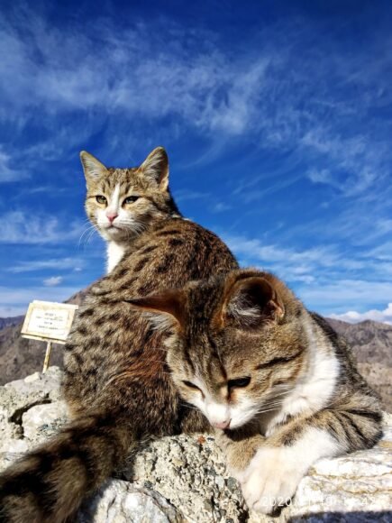 Travel with Up to Five Pets in Europe