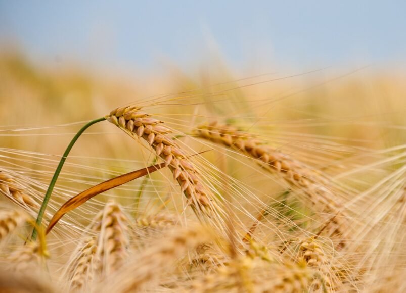 Ukraine’s Grain and Legume Stocks Rise by Over 3 Million Tons