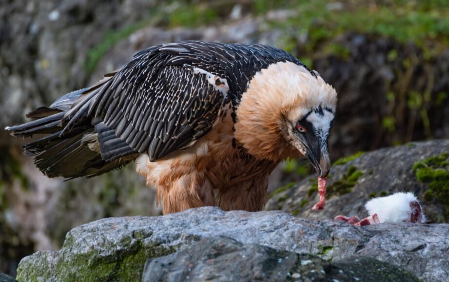 Poison Claims Life of Last Wild Bearded Vulture in Bulgaria